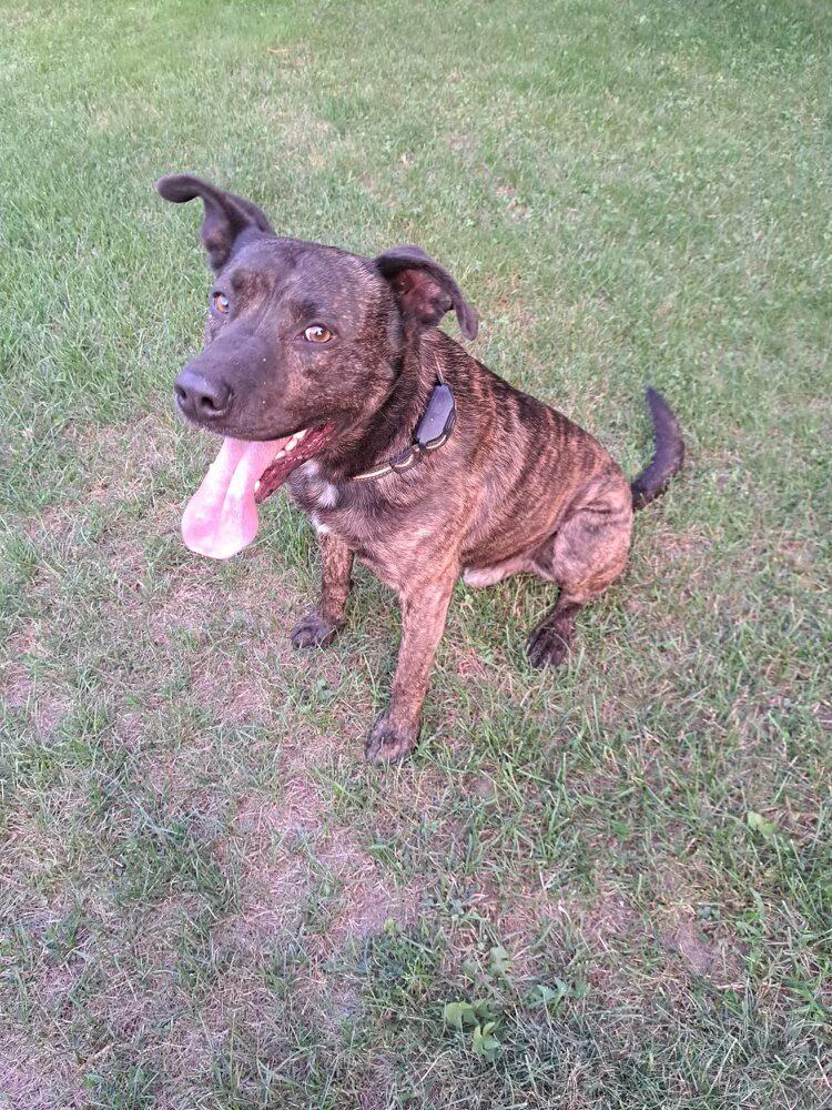 Enlarge Tyson, a Adoptable mixed breed in Vienna, ON image 3/5