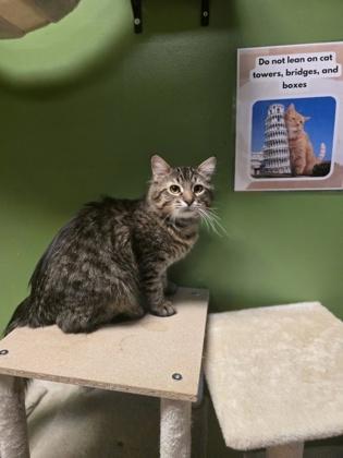 Henry — thumbnail 2