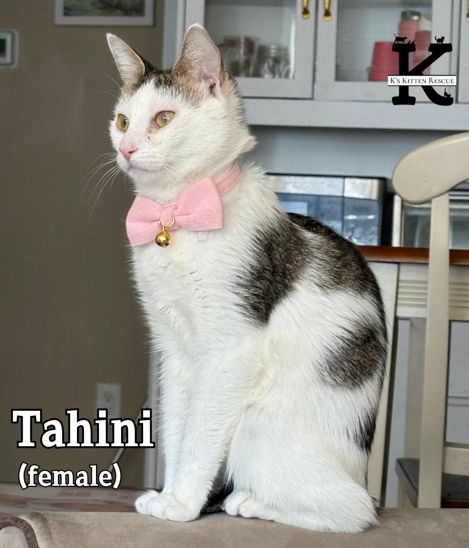 Enlarge Tahini, a ADOPTABLE Domestic Short Hair in Brick, NJ image 1/1