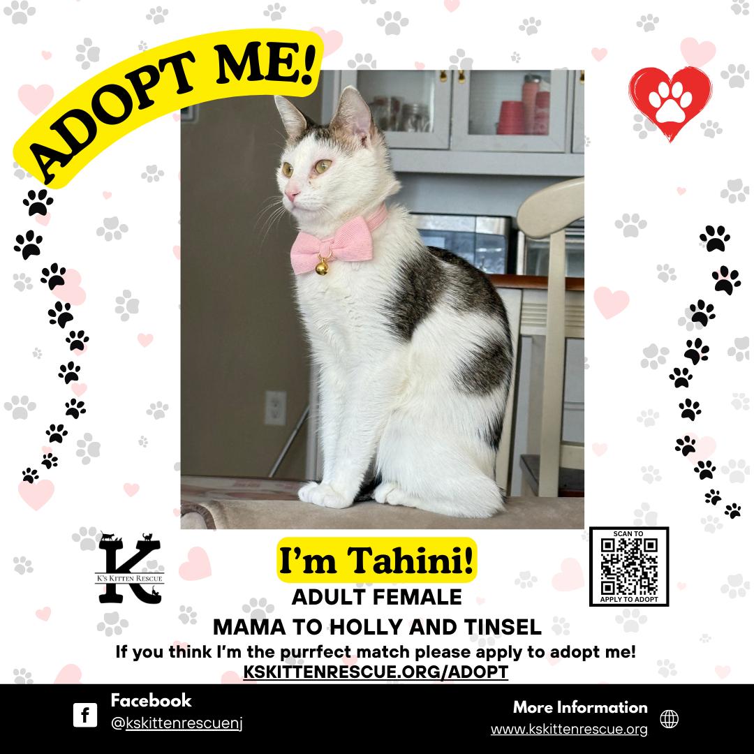 Enlarge Tahini, a ADOPTABLE Domestic Short Hair in Brick, NJ image 1/1