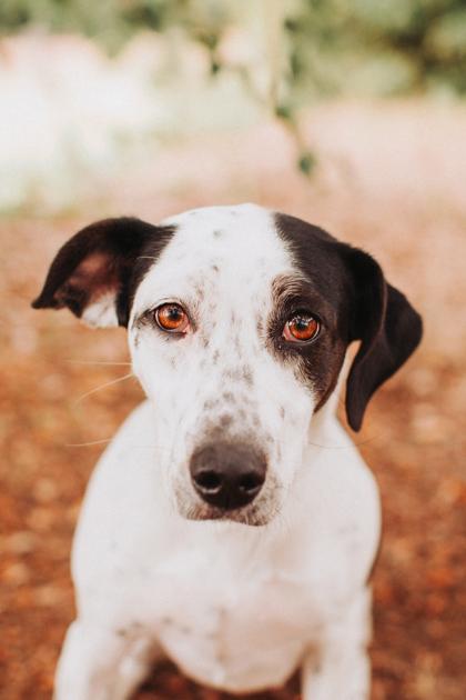 Enlarge 91795a Minnie, a Adoptable mixed breed in North Charleston, SC image 1/3