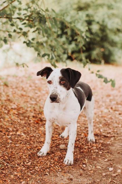 Enlarge 91795a Minnie, a Adoptable mixed breed in North Charleston, SC image 2/3