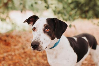 Enlarge 91795a Minnie, a Adoptable mixed breed in North Charleston, SC image 3/3