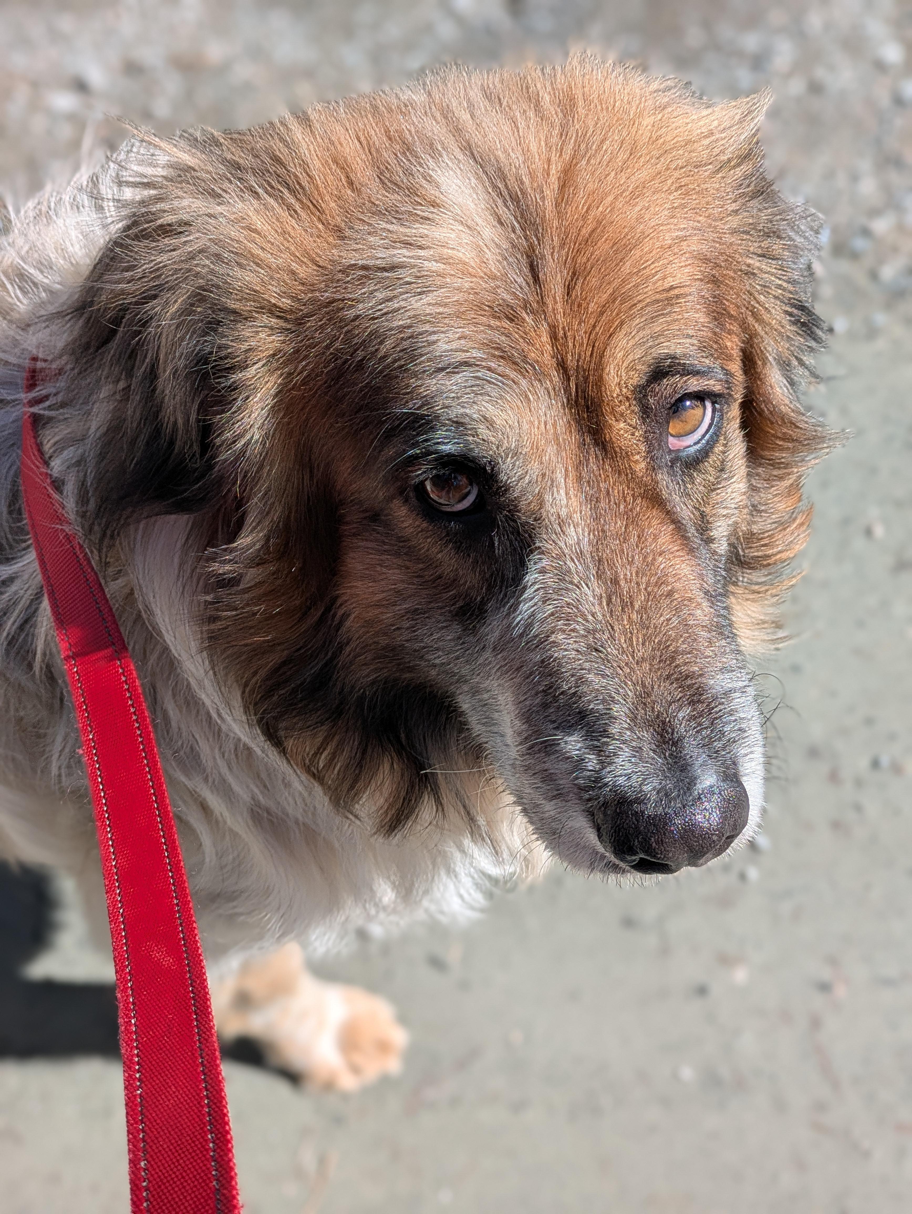 Sumo, a Adoptable mixed breed in Richmond, VA image 2/3