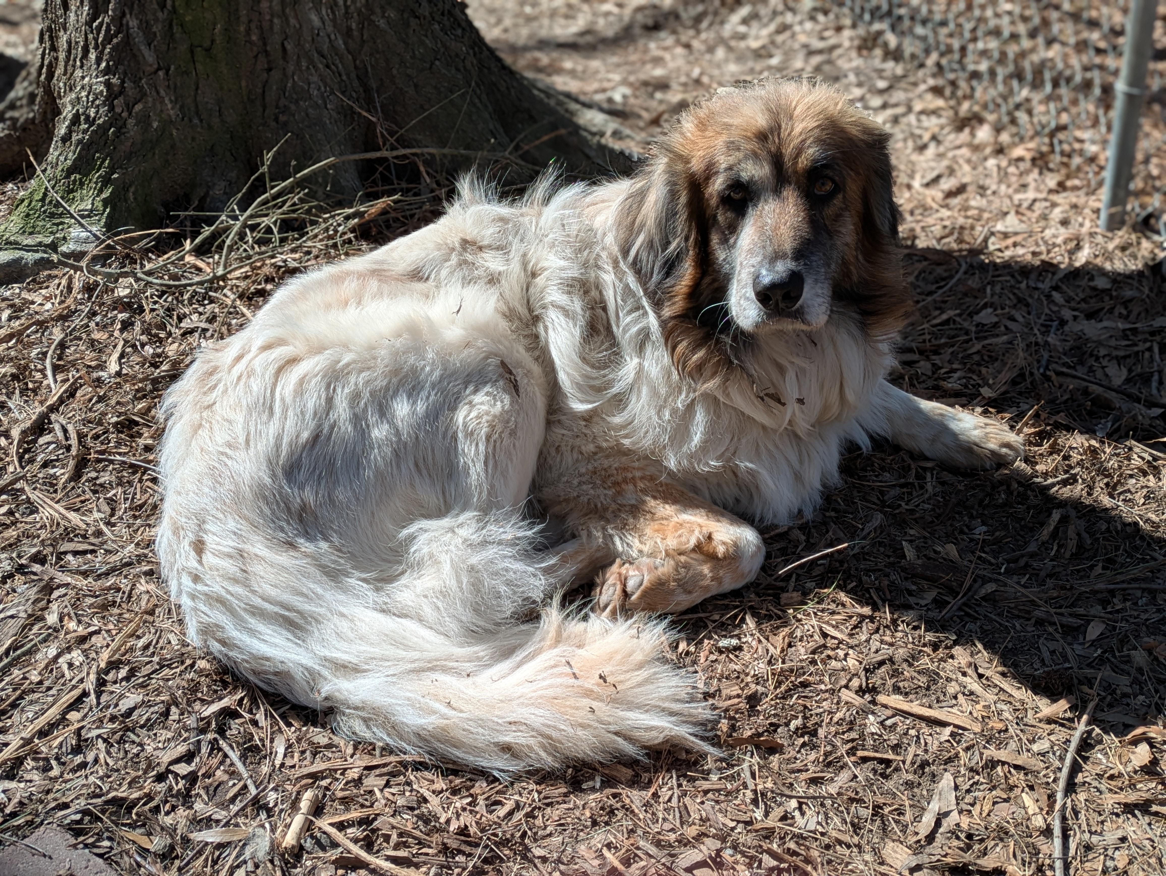 Sumo, a Adoptable mixed breed in Richmond, VA image 1/3