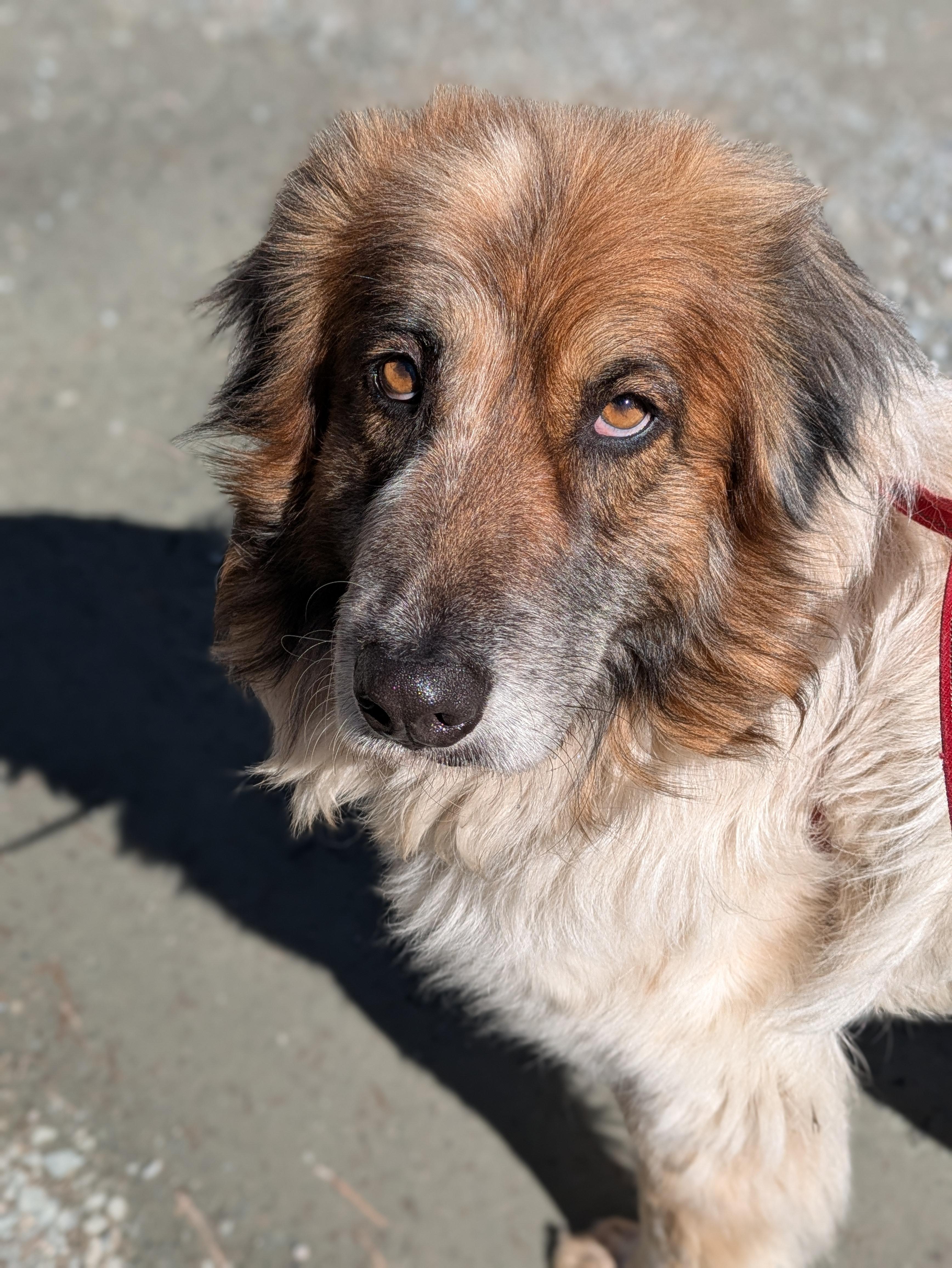 Sumo, a Adoptable mixed breed in Richmond, VA image 3/3