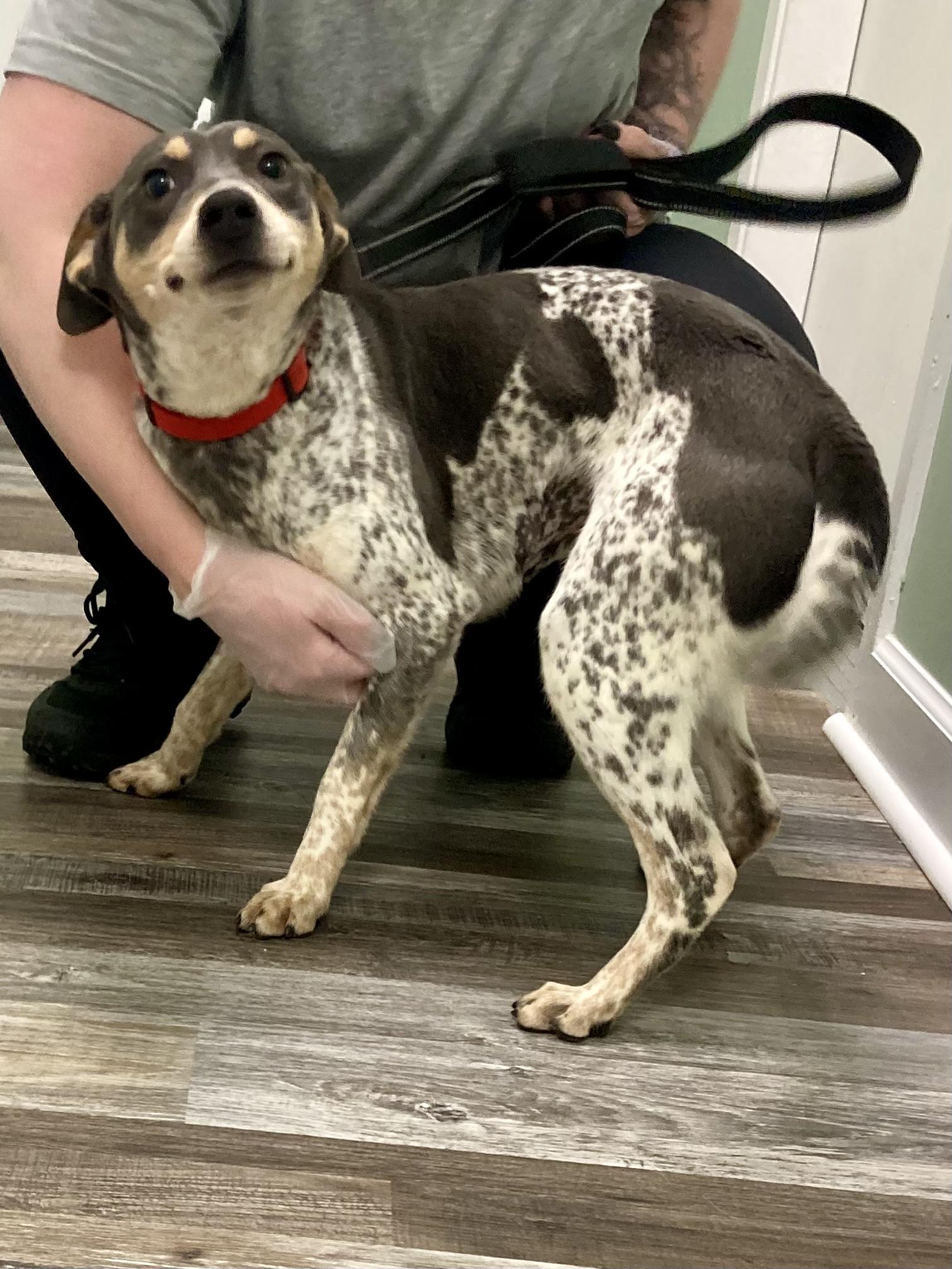 Thelma, ADOPTABLE, Puppy Female Beagle.