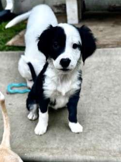 Dolly, Adoptable, Puppy Female Border Collie.