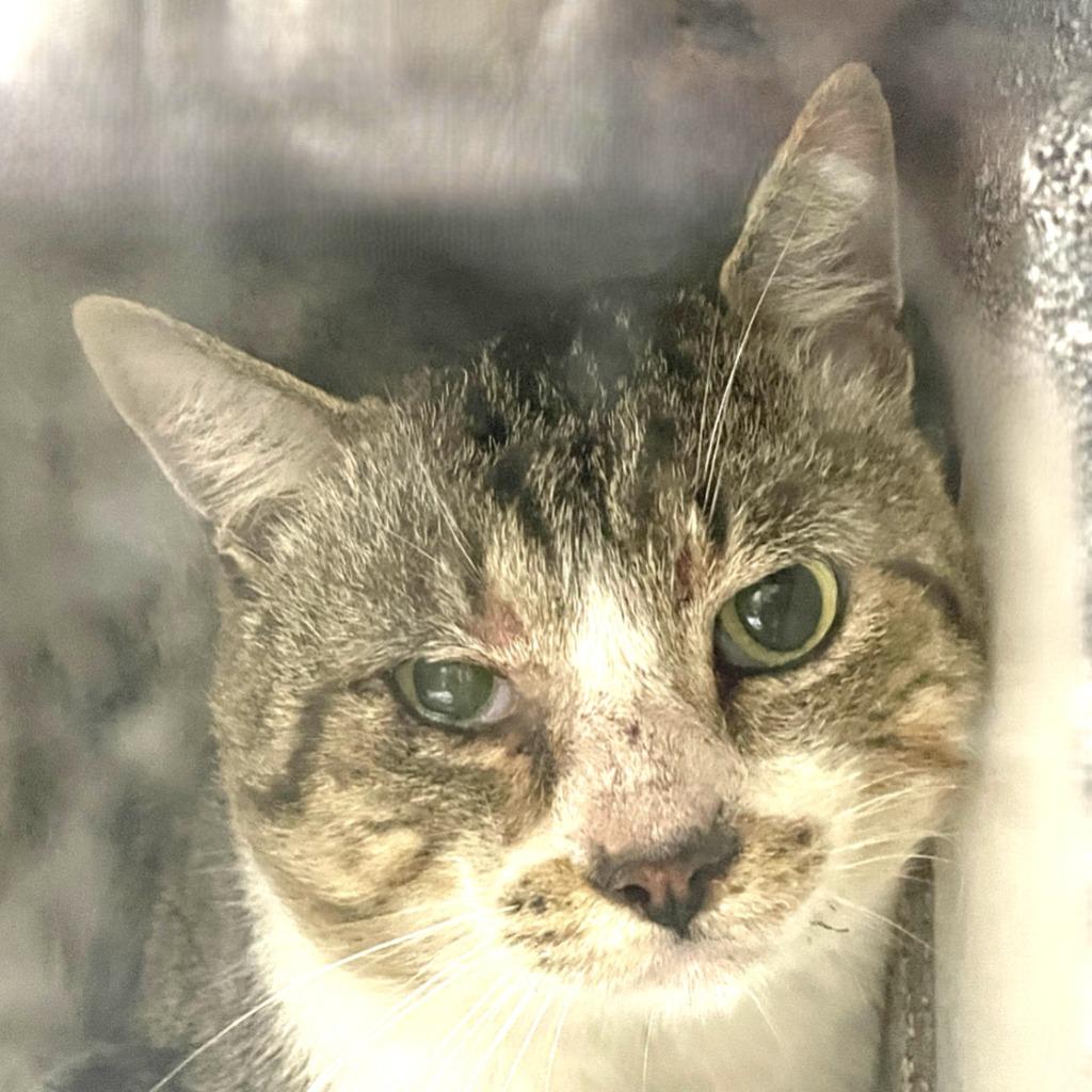 Shere Khan, Adoptable, Adult Male Domestic Short Hair.