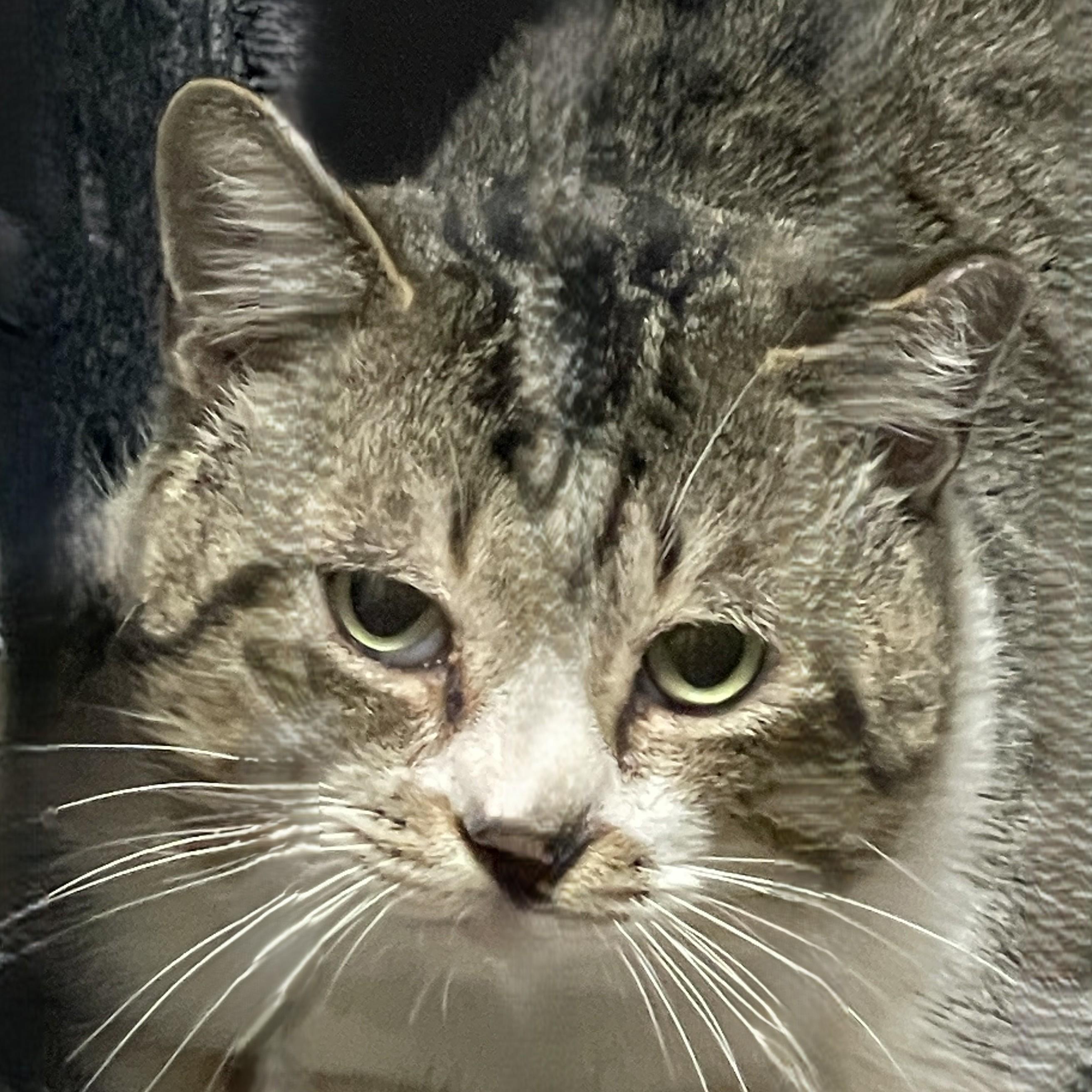 Shere Khan, Adoptable, Adult Male Domestic Short Hair.