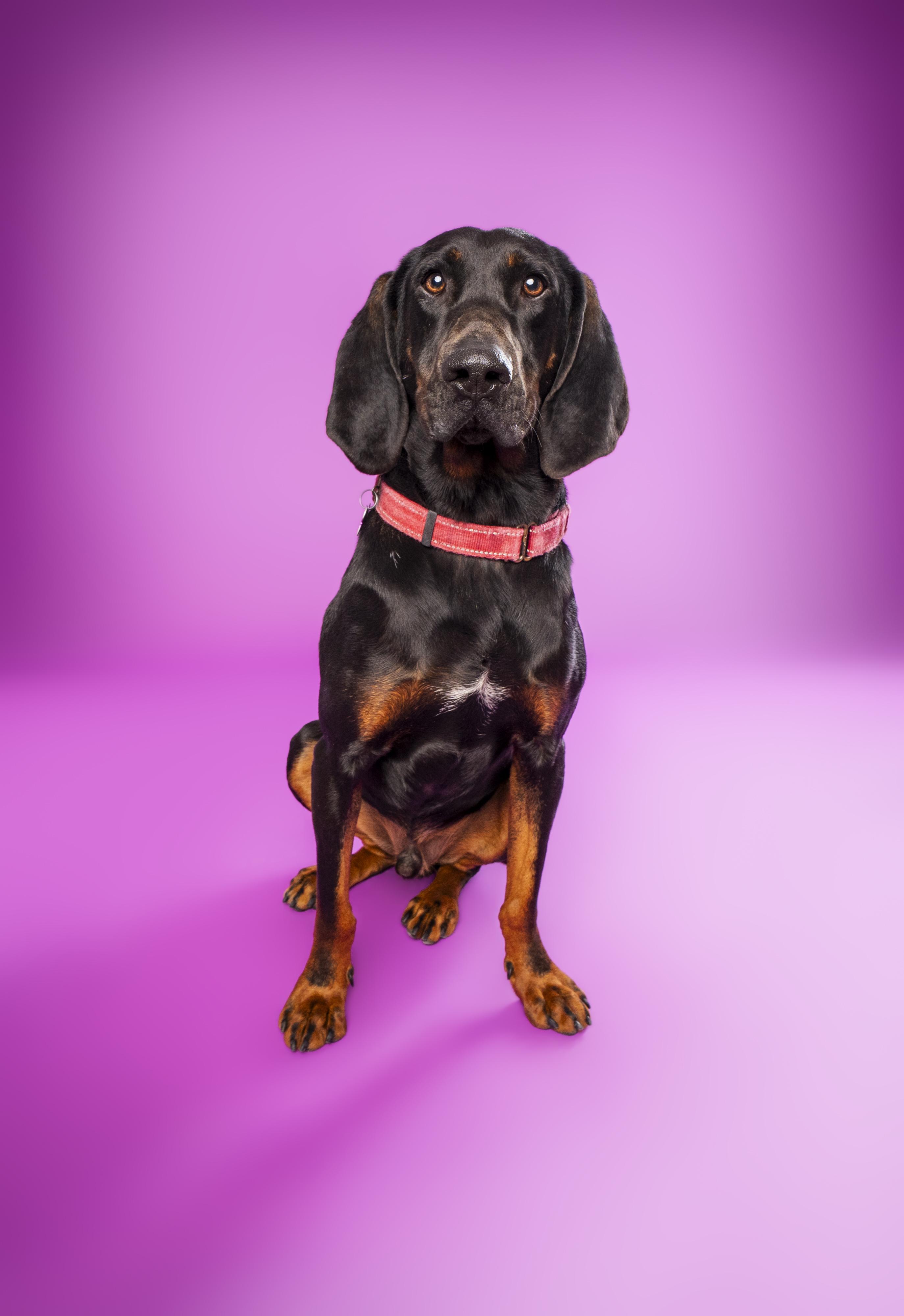 Elvis, an adoptable Black and Tan Coonhound in Buena Vista, CO, 81211 | Photo Image 6