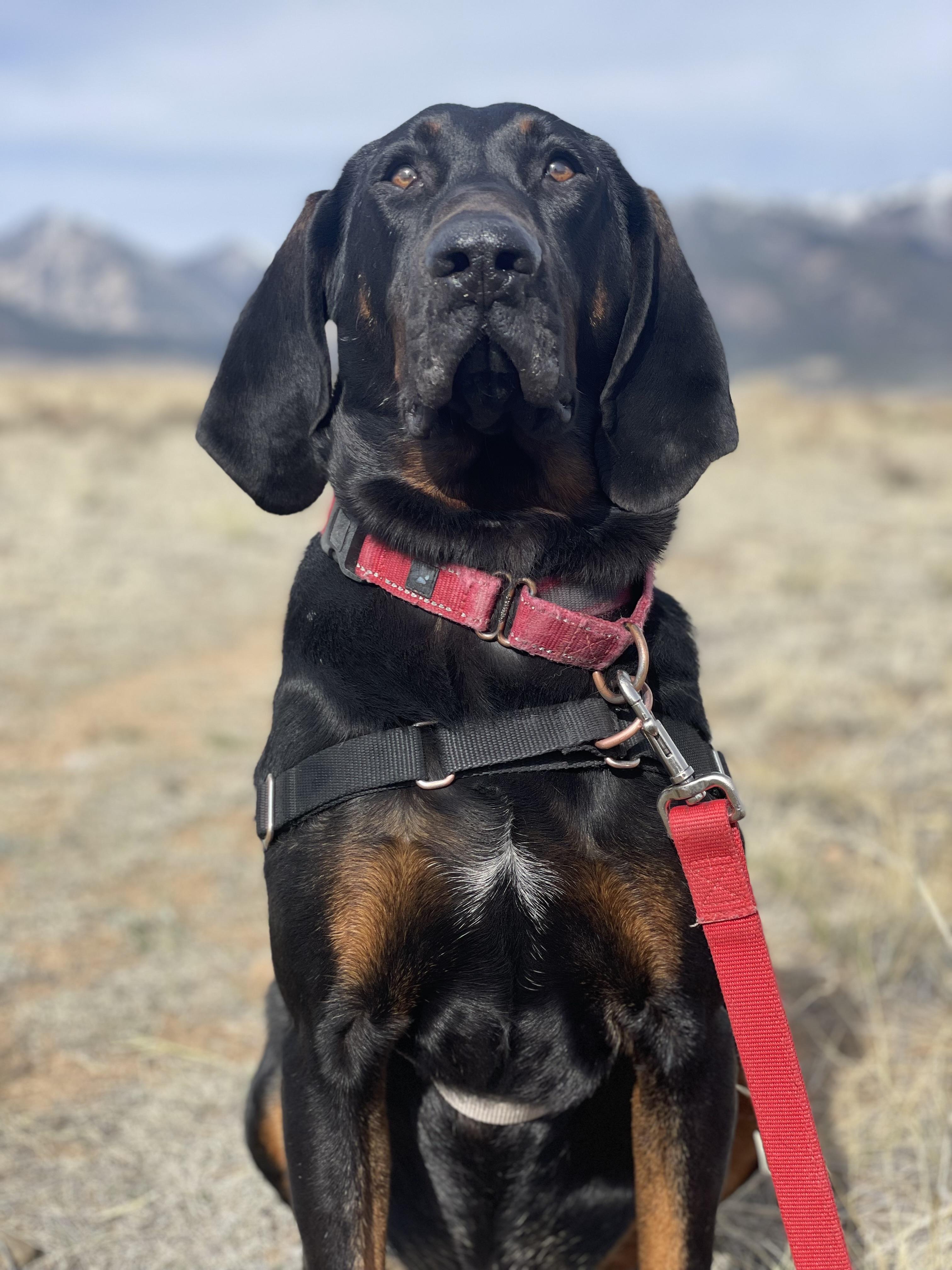 Elvis, an adoptable Black and Tan Coonhound in Buena Vista, CO, 81211 | Photo Image 2