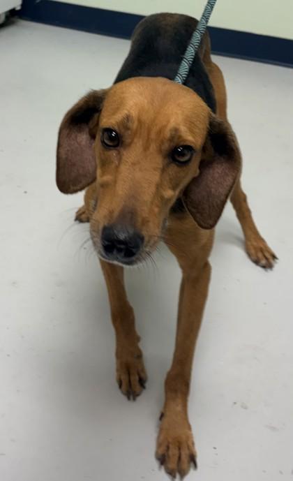Sofia, Adoptable, Adult Female Redbone Coonhound & Mixed Breed.