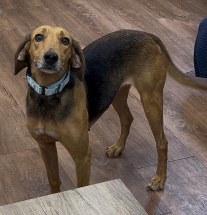 Enlarge Sofia, a Adoptable mixed breed in Savannah, GA image 2/2