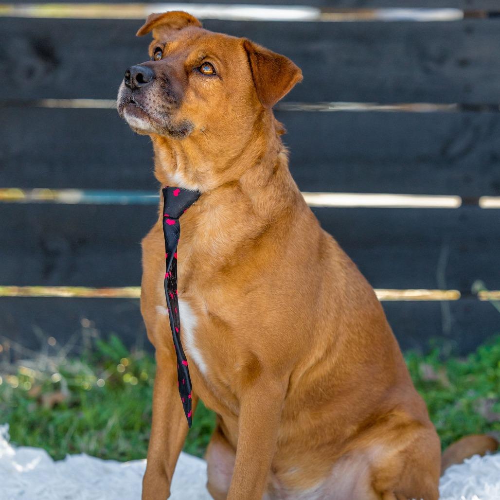 Enlarge Spike, a Adoptable mixed breed in Weatherford, TX image 1/5