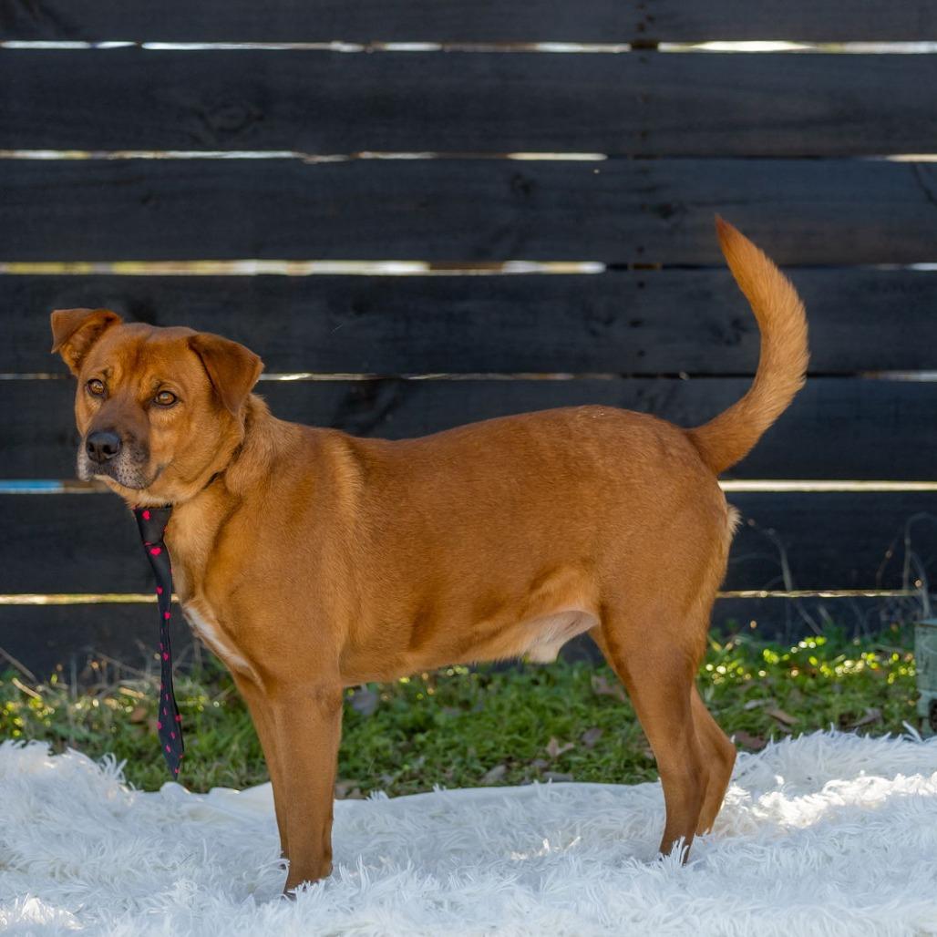 Enlarge Spike, a Adoptable mixed breed in Weatherford, TX image 2/5