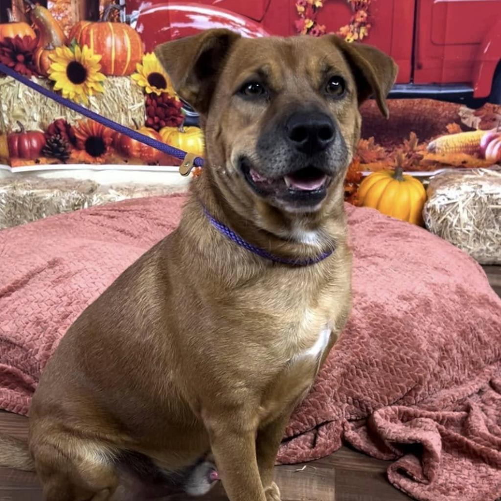 Enlarge Spike, a Adoptable mixed breed in Weatherford, TX image 3/5