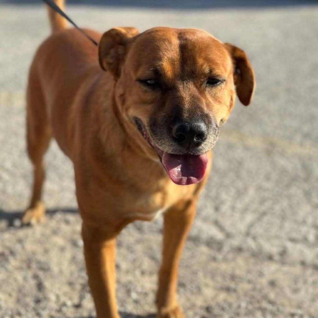 Enlarge Spike, a Adoptable mixed breed in Weatherford, TX image 4/5