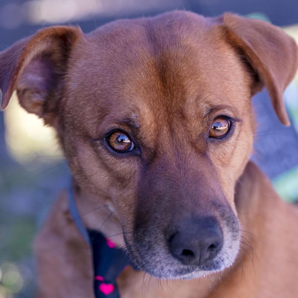 Enlarge Spike, a Adoptable mixed breed in Weatherford, TX image 5/5