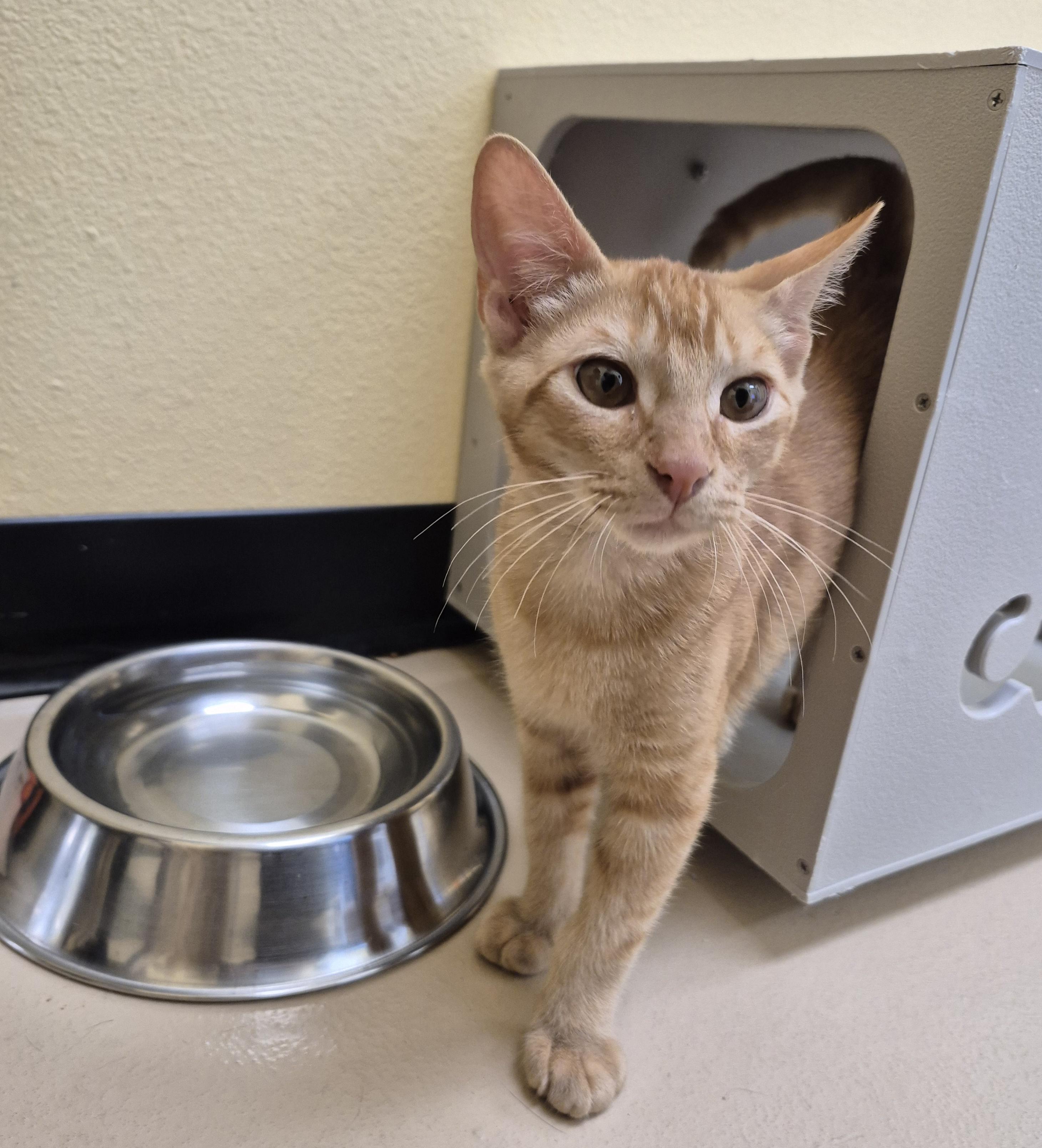 Caramel Drizzle, a ADOPTABLE Domestic Short Hair in Schertz, TX image 3/3