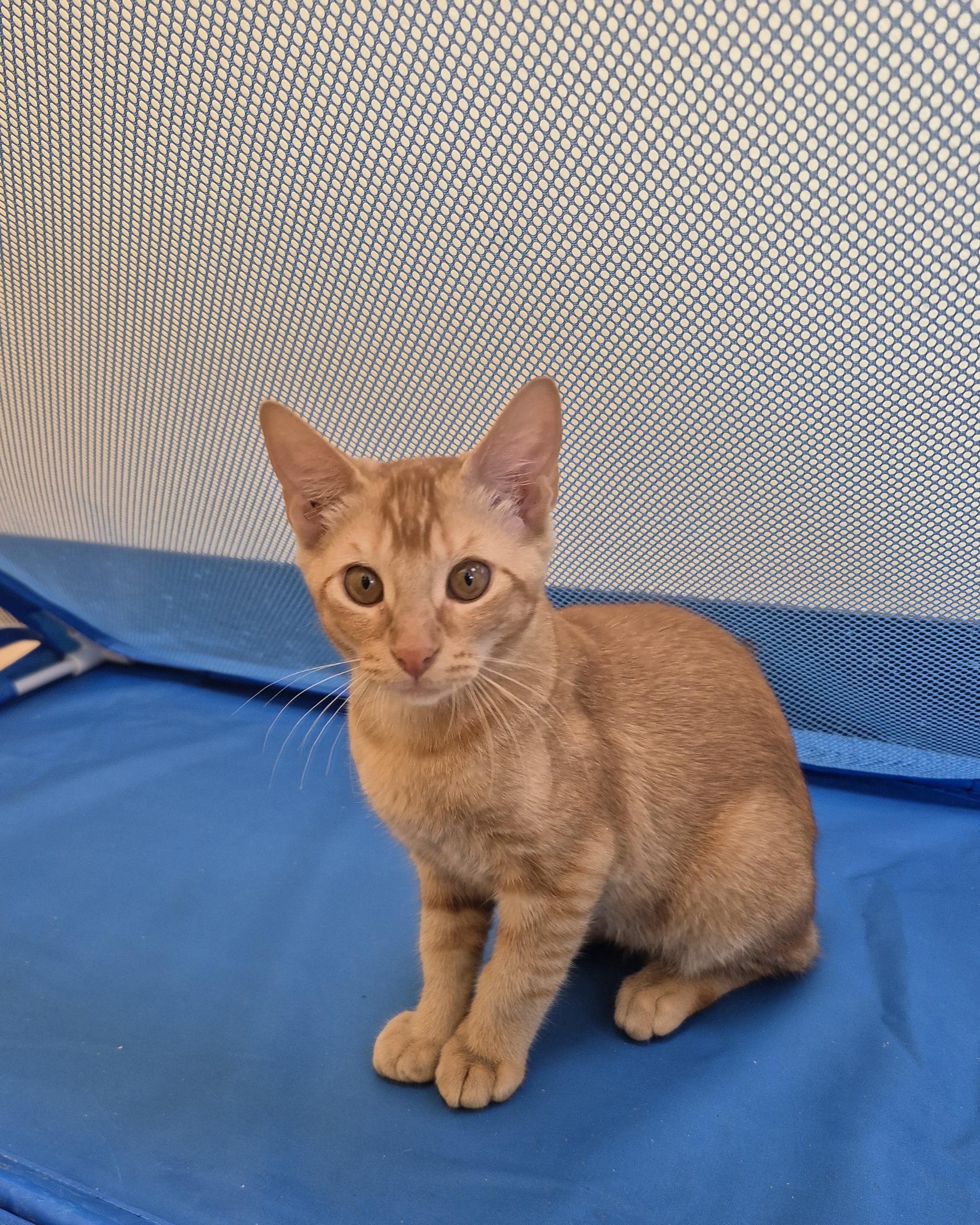 Caramel Drizzle, a ADOPTABLE Domestic Short Hair in Schertz, TX image 2/3
