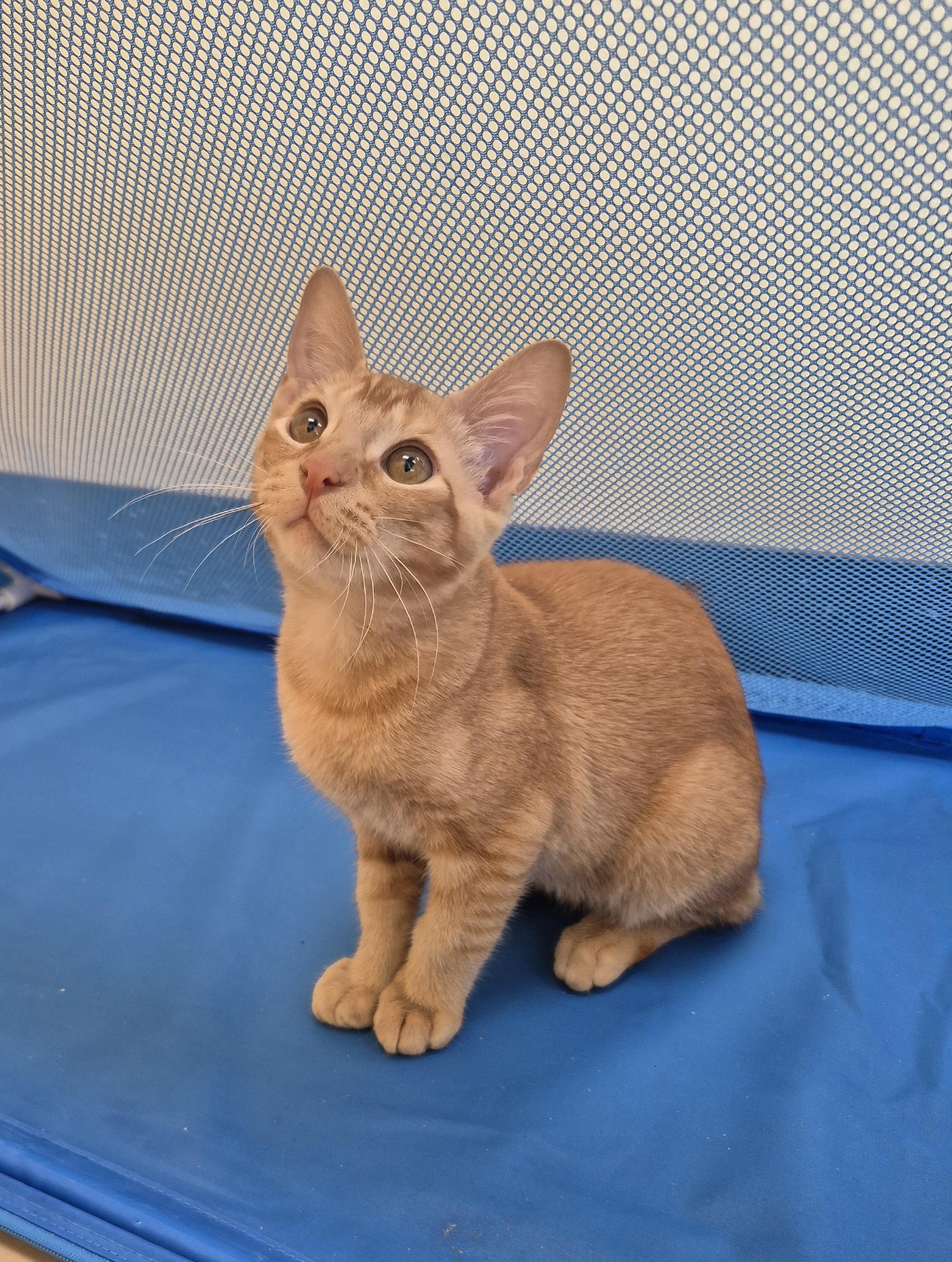 Caramel Drizzle, ADOPTABLE, Young Male Domestic Short Hair.