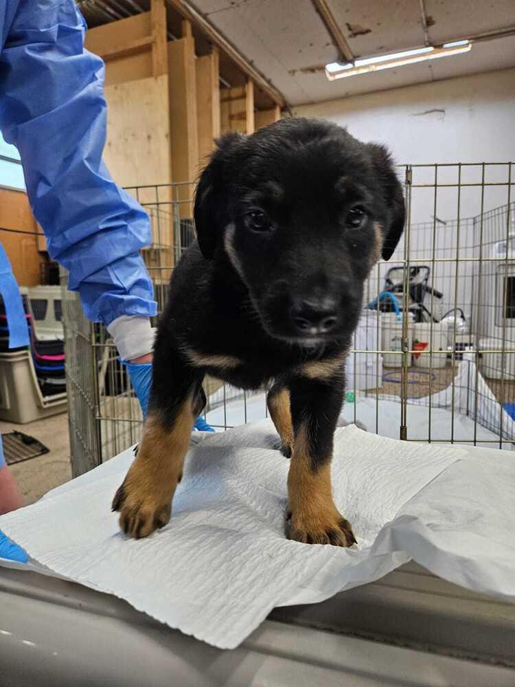 Judy Lynn, Adoptable, Puppy Female Shepherd & Mixed Breed.