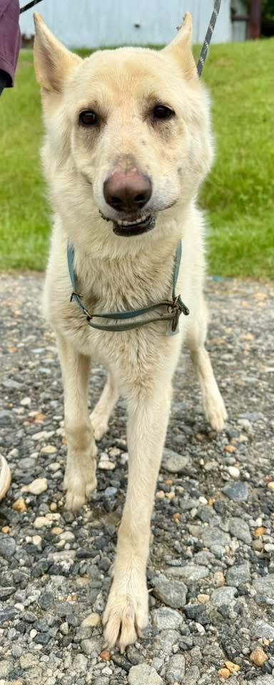 Vice, a ADOPTABLE German Shepherd Dog in sparta, NC image 2/3