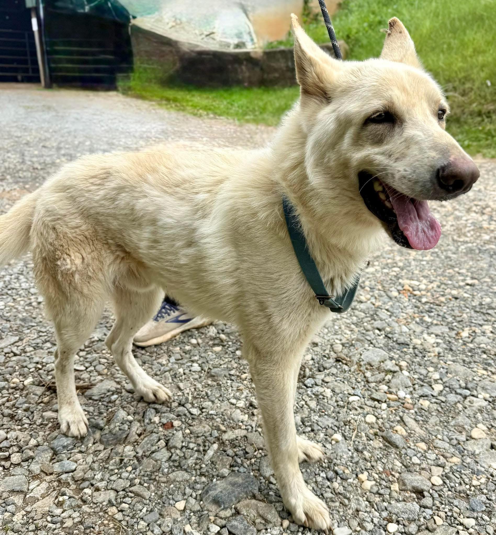 Vice, a ADOPTABLE German Shepherd Dog in sparta, NC image 1/3