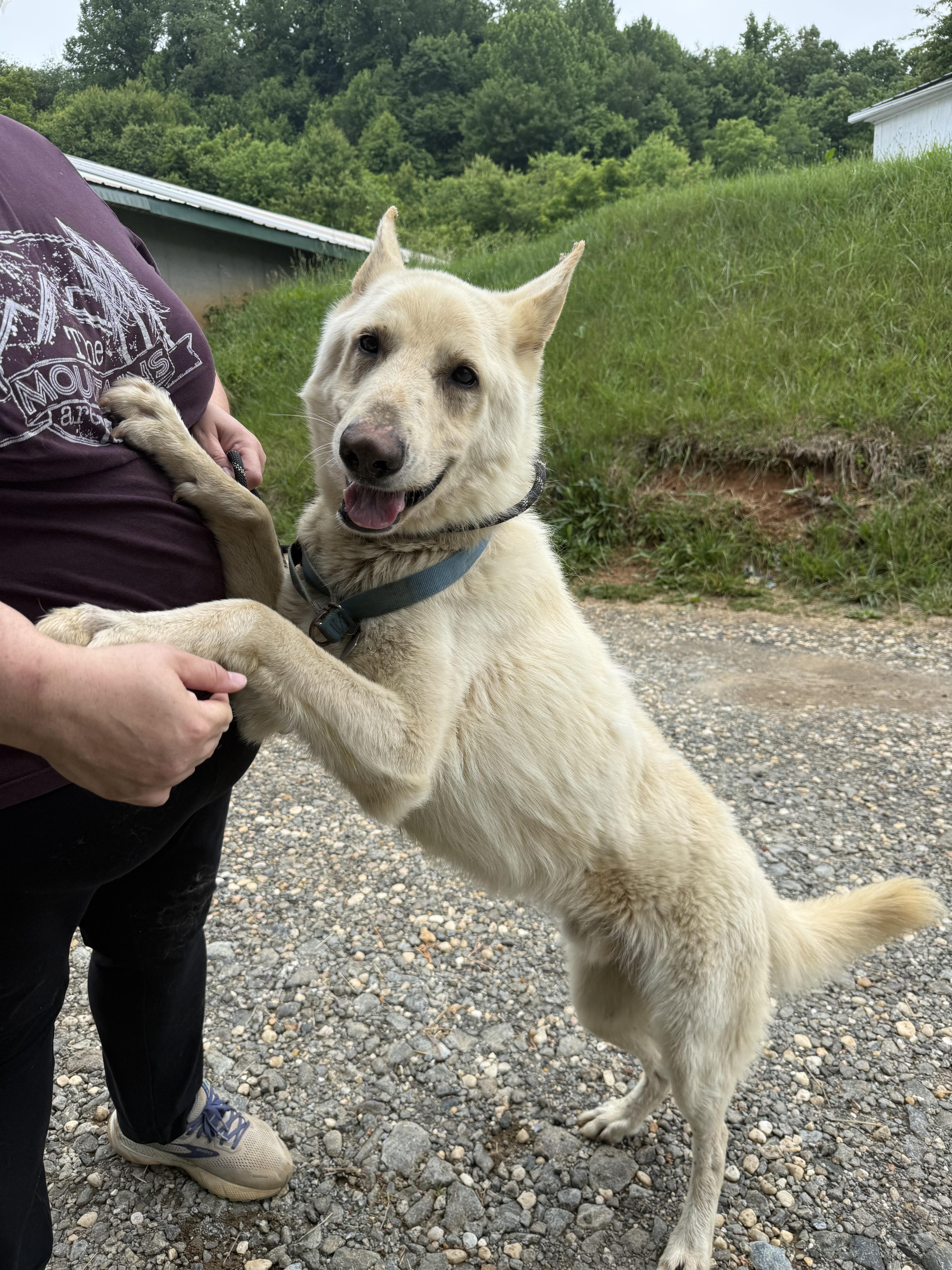 Vice, a ADOPTABLE German Shepherd Dog in sparta, NC image 3/3