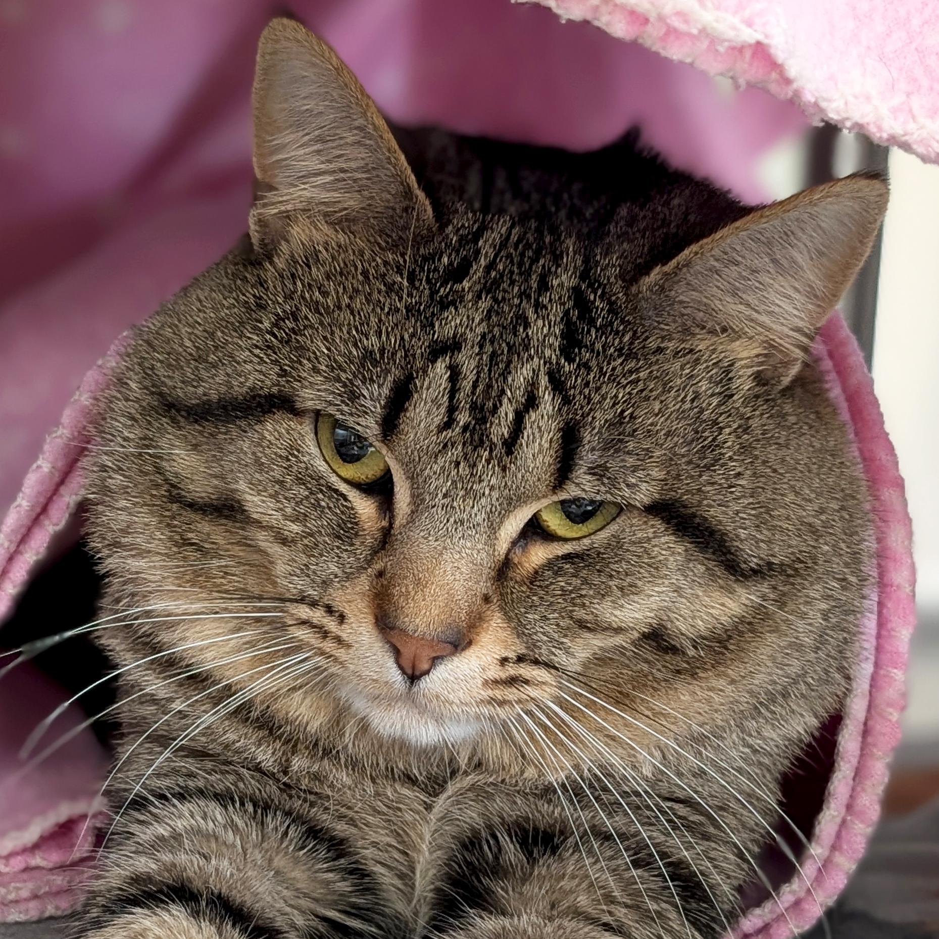 Enlarge Rocky, a ADOPTABLE Domestic Short Hair in Jefferson, WI image 1/2
