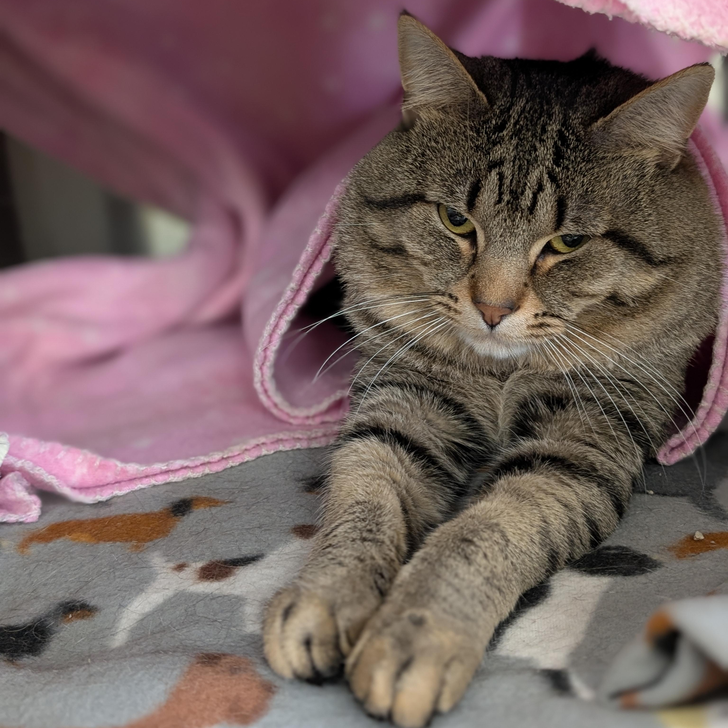 Enlarge Rocky, a ADOPTABLE Domestic Short Hair in Jefferson, WI image 2/2