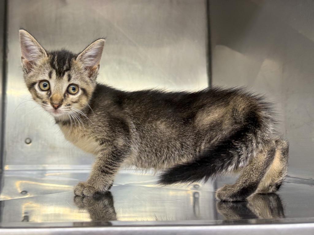 Aretha, Adoptable, Kitten Female Domestic Short Hair.