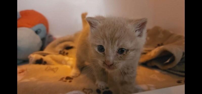 Didymus (Sir), Adoptable, Young Male Domestic Short Hair.