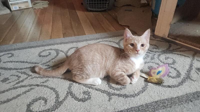 Enlarge Didymus (Sir), a Adoptable Domestic Short Hair in Kennewick, WA image 2/2