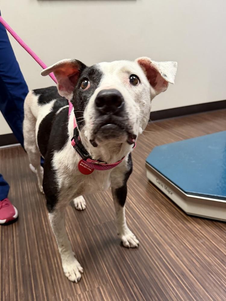 26-062 Danika "NEEDS FOSTER!", a Adoptable mixed breed in Richardson, TX image 1/6