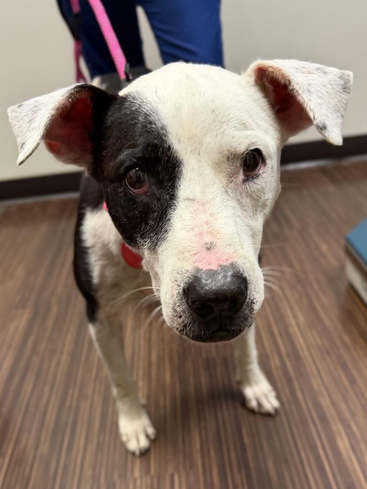 26-062 Danika "NEEDS FOSTER!", a Adoptable mixed breed in Richardson, TX image 2/6