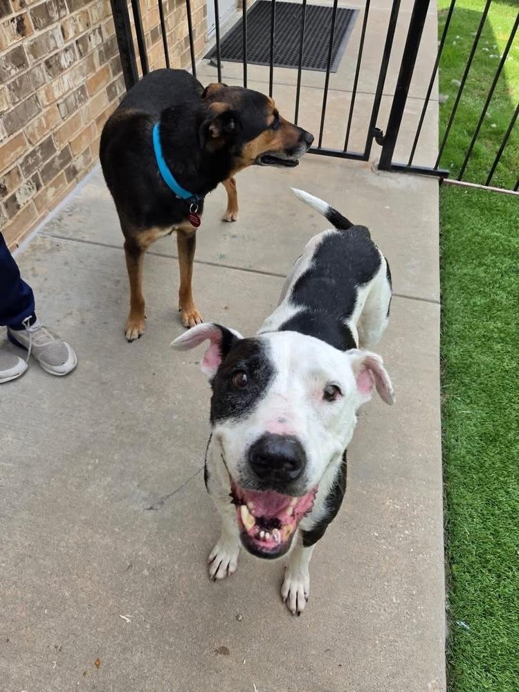 26-062 Danika "NEEDS FOSTER!", a Adoptable mixed breed in Richardson, TX image 3/6