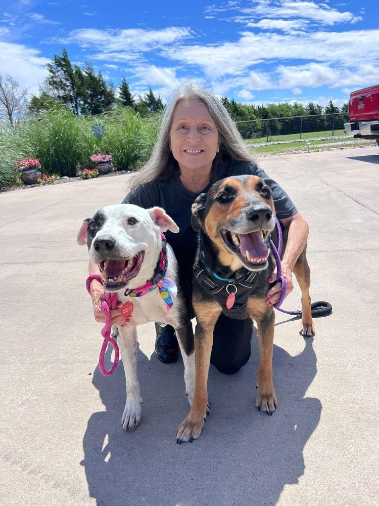 26-062 Danika "NEEDS FOSTER!", a Adoptable mixed breed in Richardson, TX image 4/6