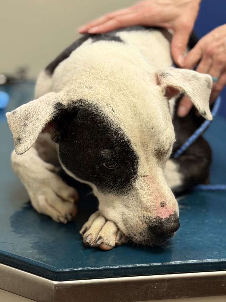 26-062 Danika "NEEDS FOSTER!", a Adoptable mixed breed in Richardson, TX image 5/6