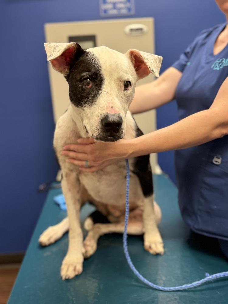 26-062 Danika "NEEDS FOSTER!", a Adoptable mixed breed in Richardson, TX image 6/6