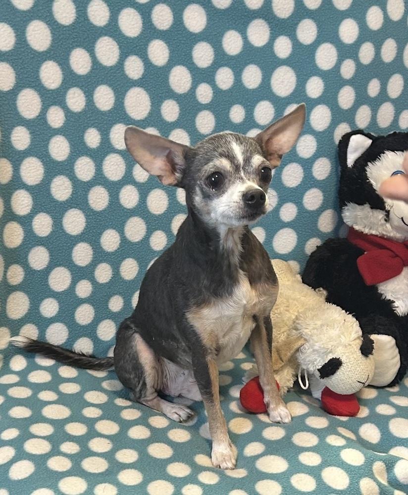 Taki, Adoptable, Adult Male Chihuahua.