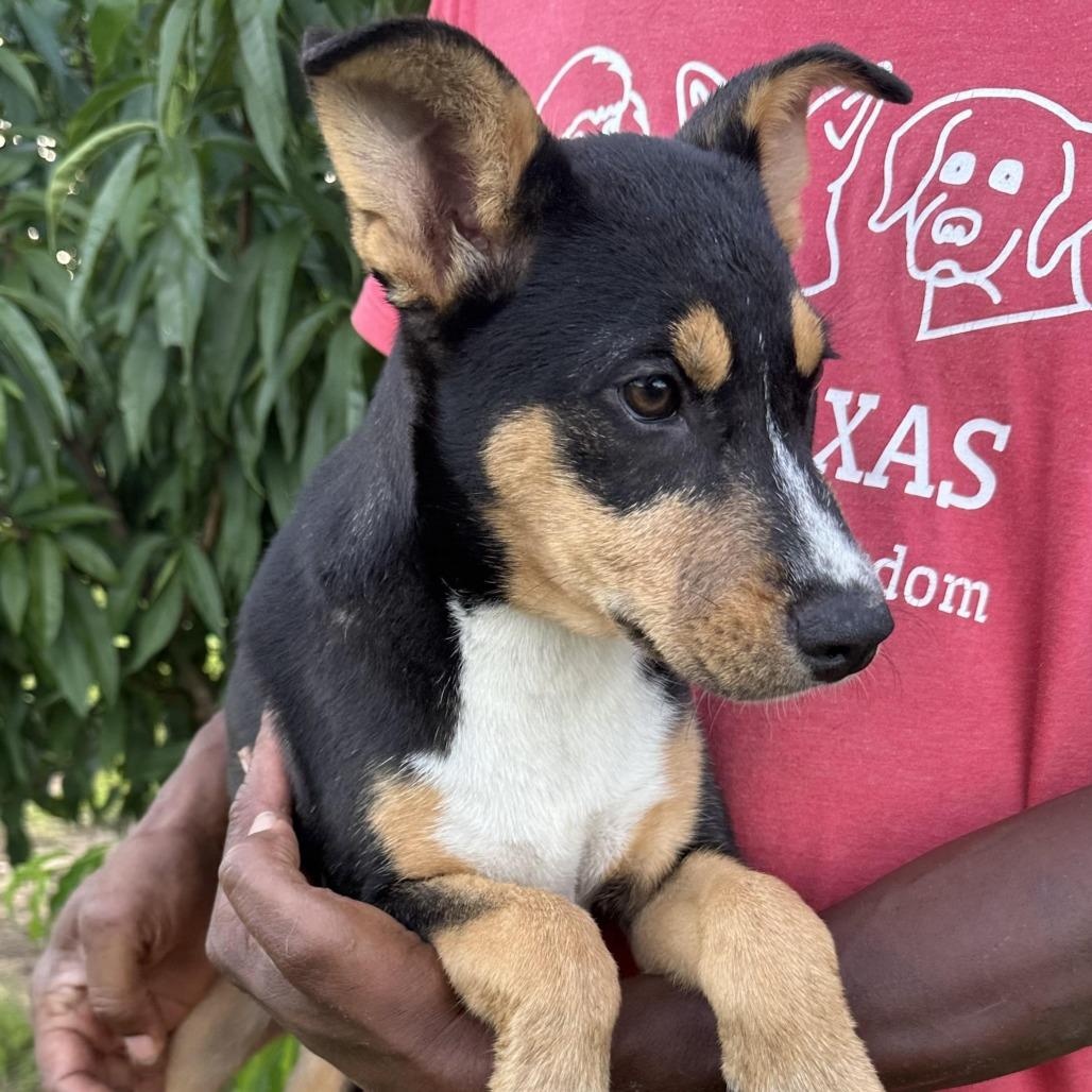 Enlarge Sandy - Local November 6-8, a Adoptable mixed breed in Matunuck, RI image 1/1