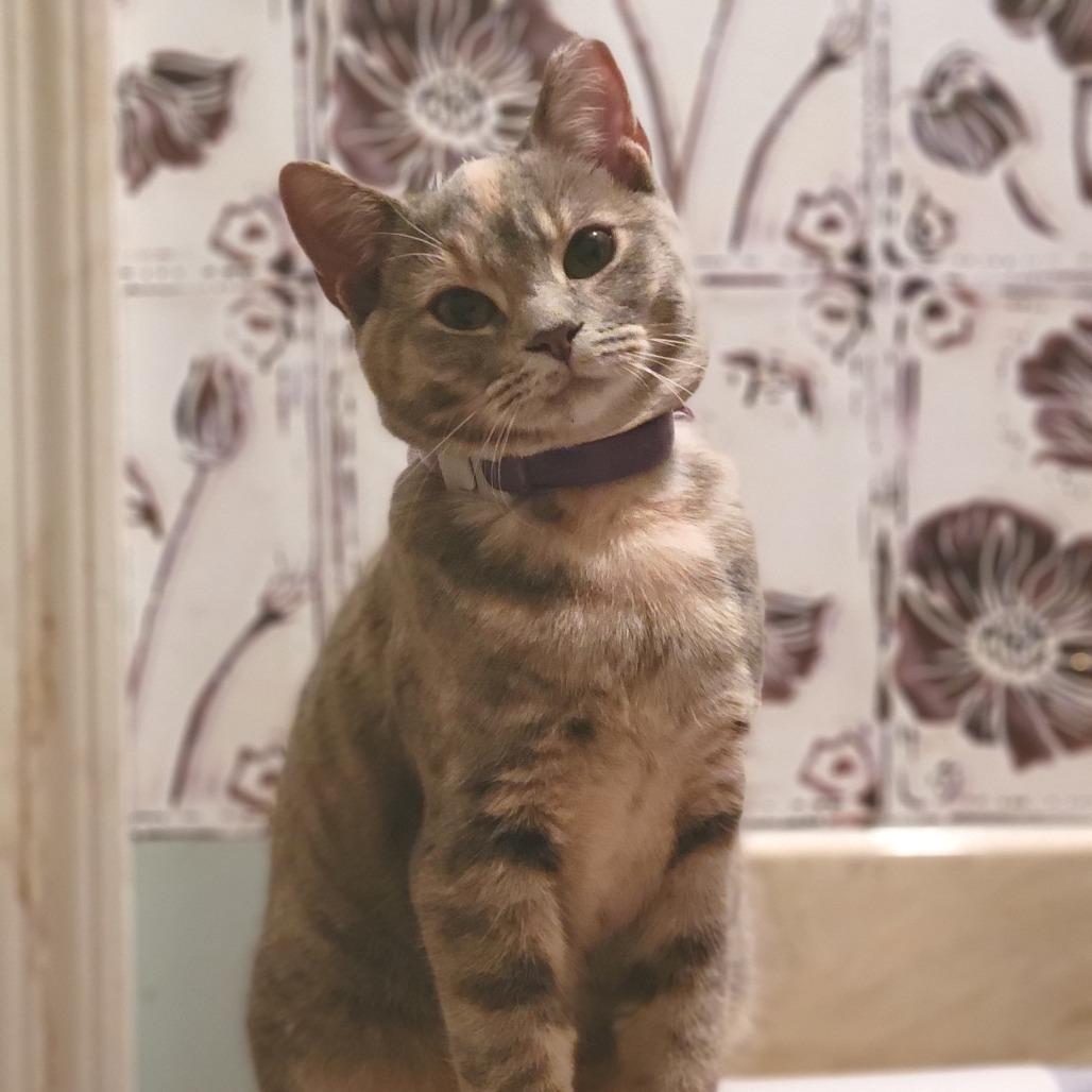 Enlarge Angie, a Adoptable Domestic Short Hair in Winchester, VA image 1/4