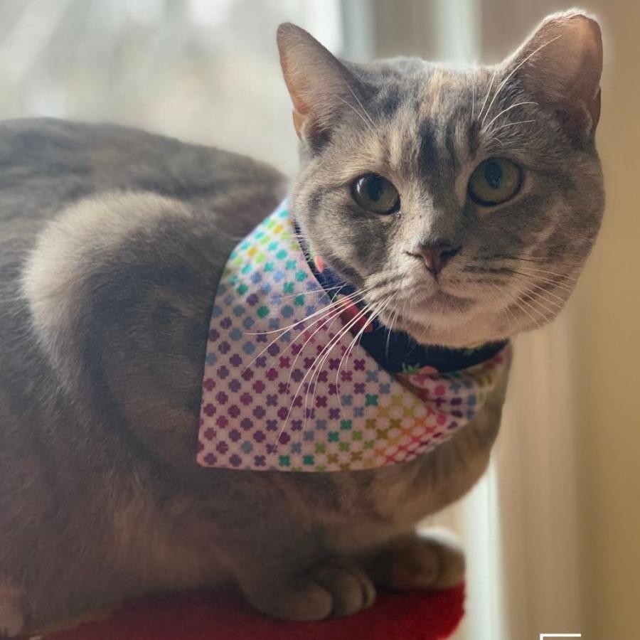 Enlarge Angie, a Adoptable Domestic Short Hair in Winchester, VA image 2/5