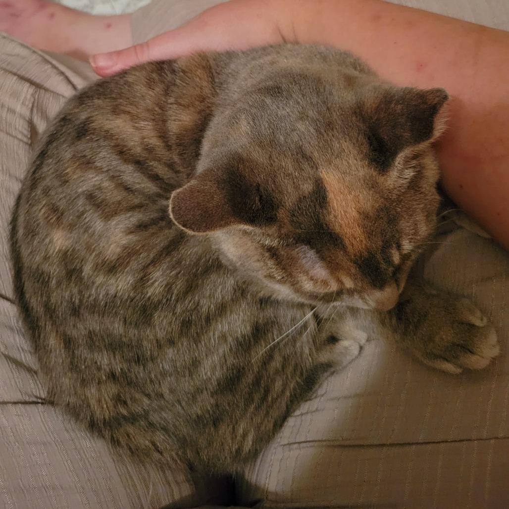 Enlarge Angie, a Adoptable Domestic Short Hair in Winchester, VA image 3/4