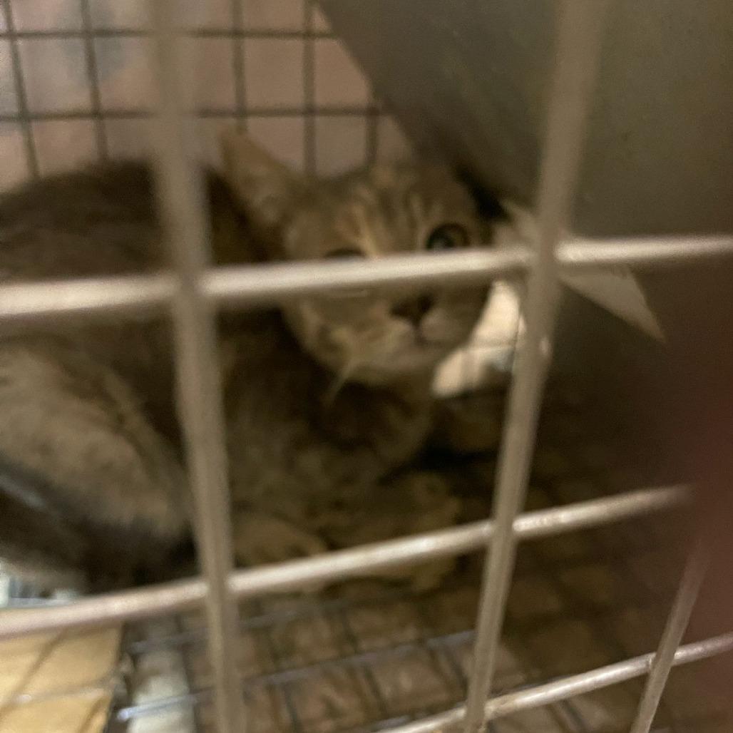 Enlarge Angie, a Adoptable Domestic Short Hair in Winchester, VA image 4/4