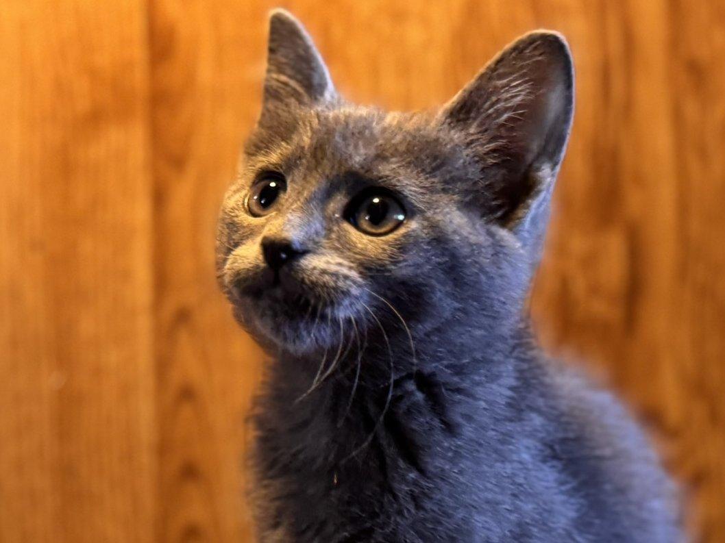 Toasted, an adoptable Domestic Short Hair, Tabby in Republic, WA, 99166 | Photo Image 2