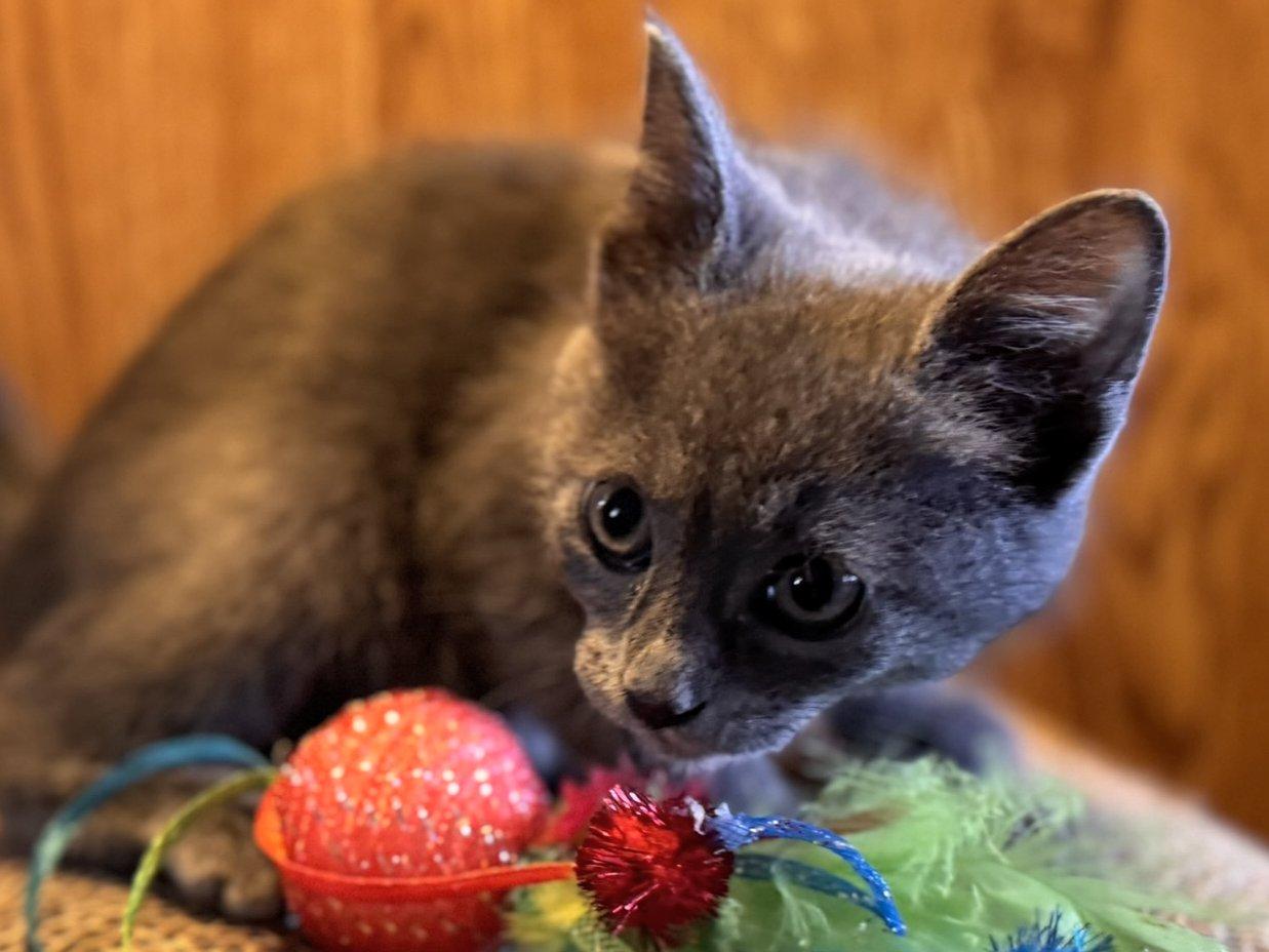 Toasted, an adoptable Domestic Short Hair, Tabby in Republic, WA, 99166 | Photo Image 3