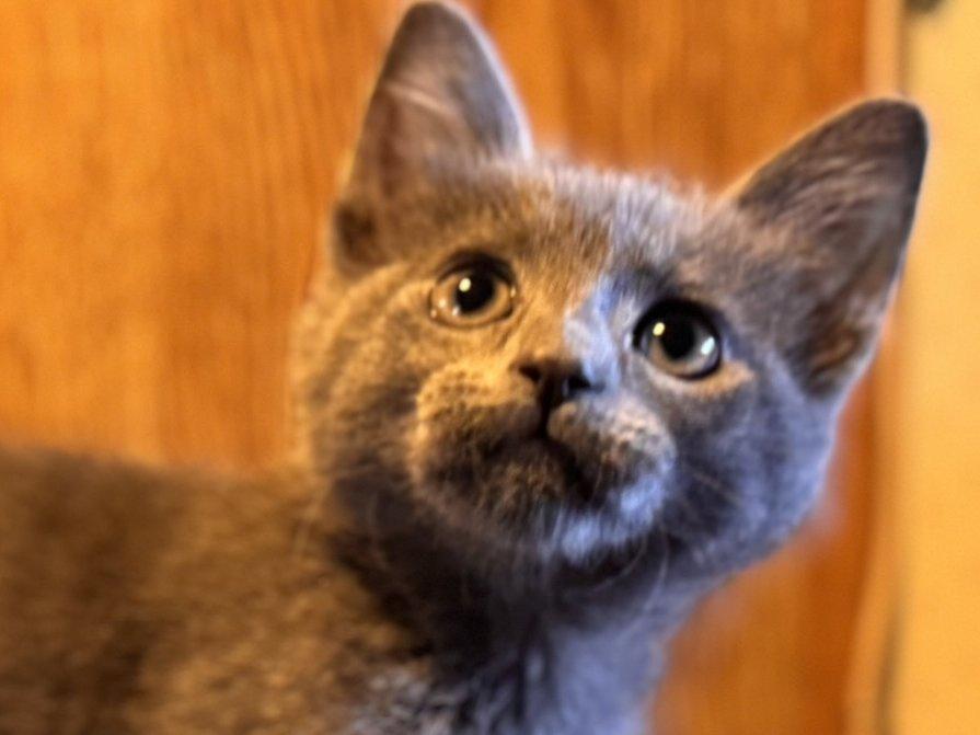 Toasted, Baby Female Domestic Short Hair